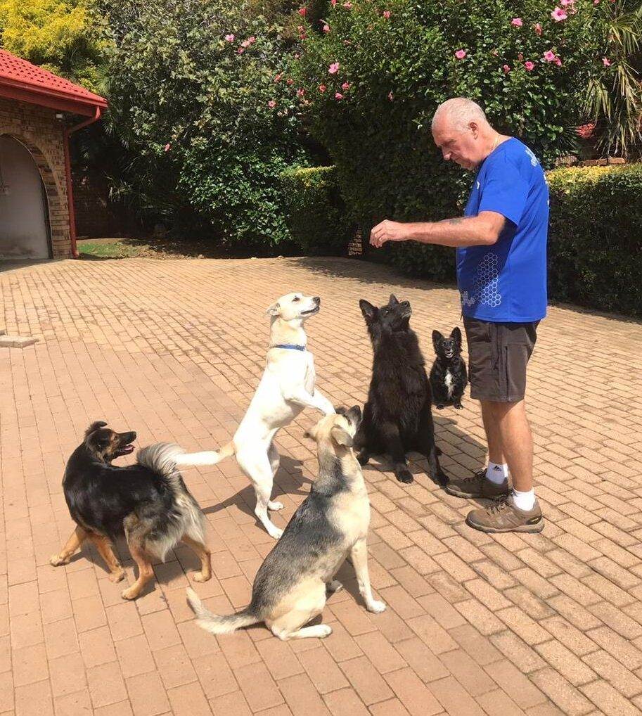 5 dogs learning to focus on the handler v2
