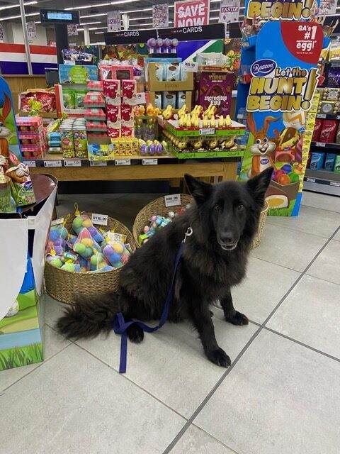 dog pulling on lead garry’s therapy dog guarding the easter eggs.