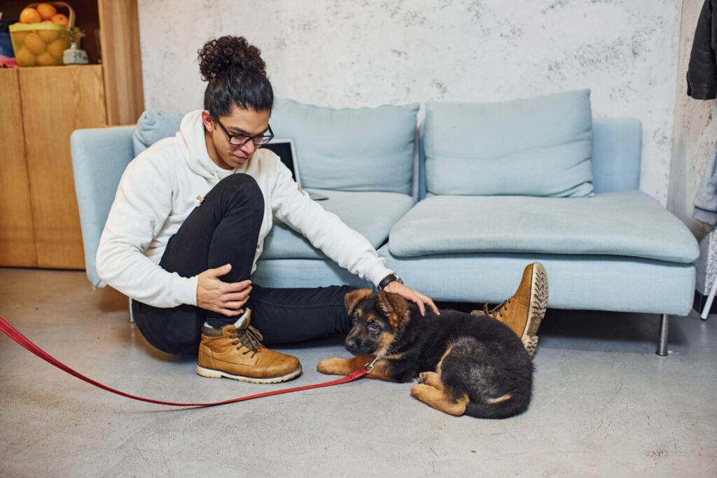 a young boy training his dog handsome young man with curly black hair indoors with cute dog.