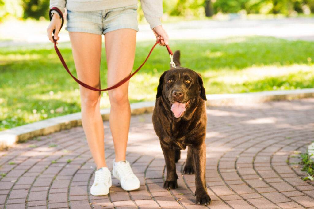 woman walking with her dog in garden