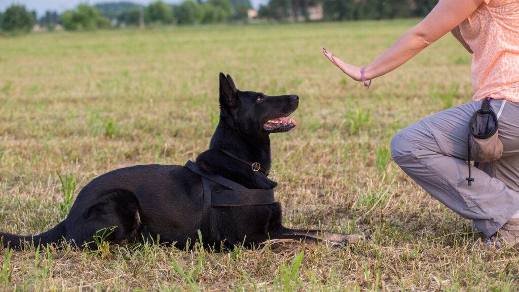 dog pulling on lead low section of woman training black german shepherd on field