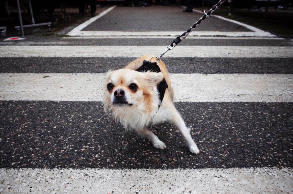 dog pulling on lead
